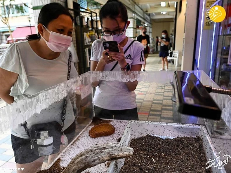 (تصاویر) فروشگاه مورچه فروشی!